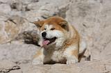 AKITA INU 286